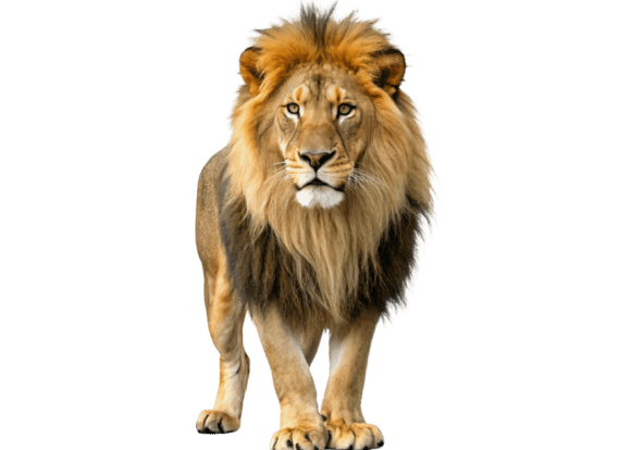 Download Lion Isolated on a Transparent - Isolated Collection