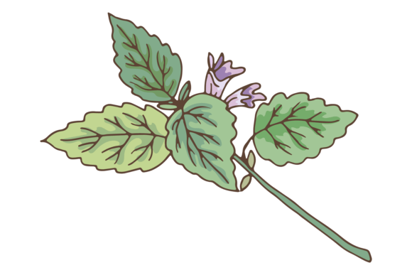 Download Green Leaves Branch with Violet Flower - Violet flower Collection