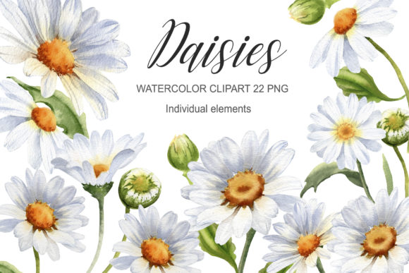 Download Watercolor Daisy Flower Clipart - Daisy flower Collection